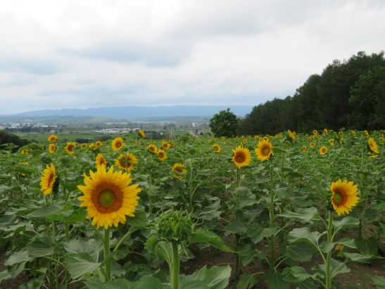 花日記｜北海道立サンピラーパーク（北海道名寄市）